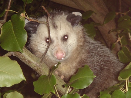 Possum