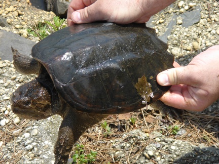 close up of the mean (and smelly!) snapping turtle