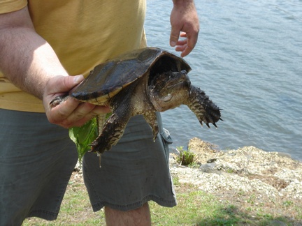 mean snapping turtle